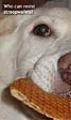 Picture of MrStroopwafel